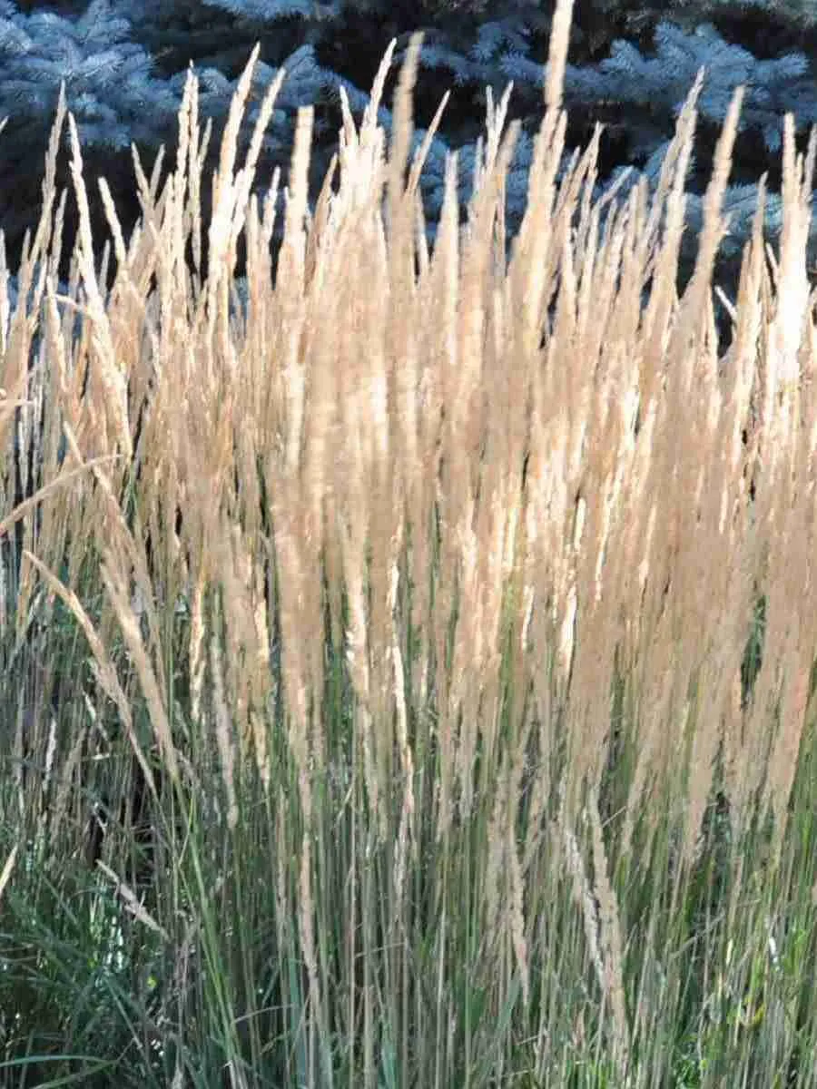 Молиния голубая Overdam