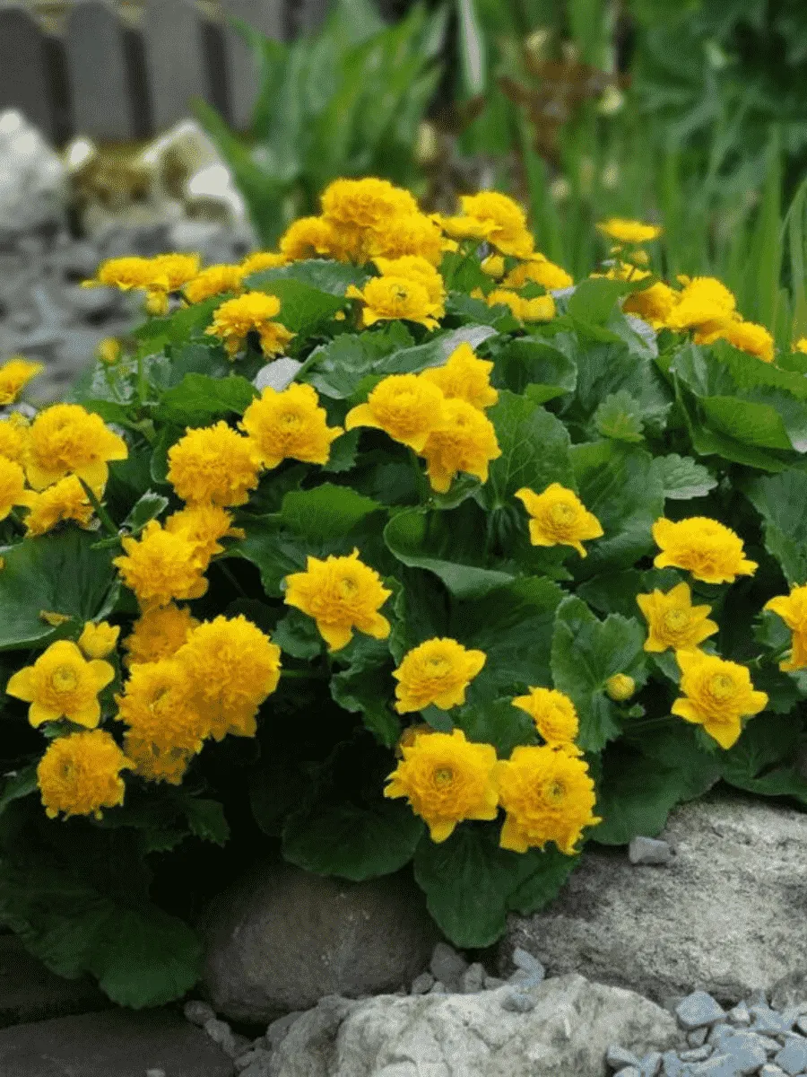 Калужница болотная Multiplex