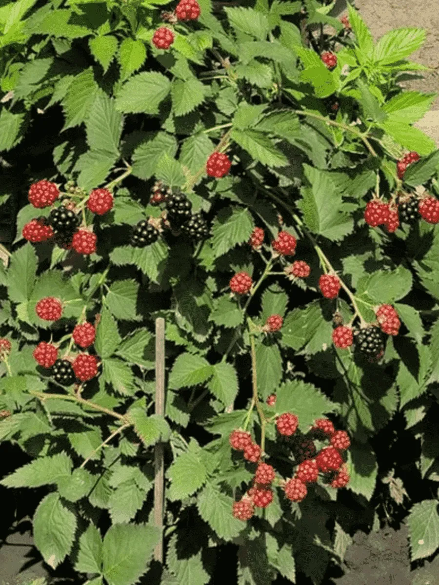 Ежевика садовая Dima Tiny Black