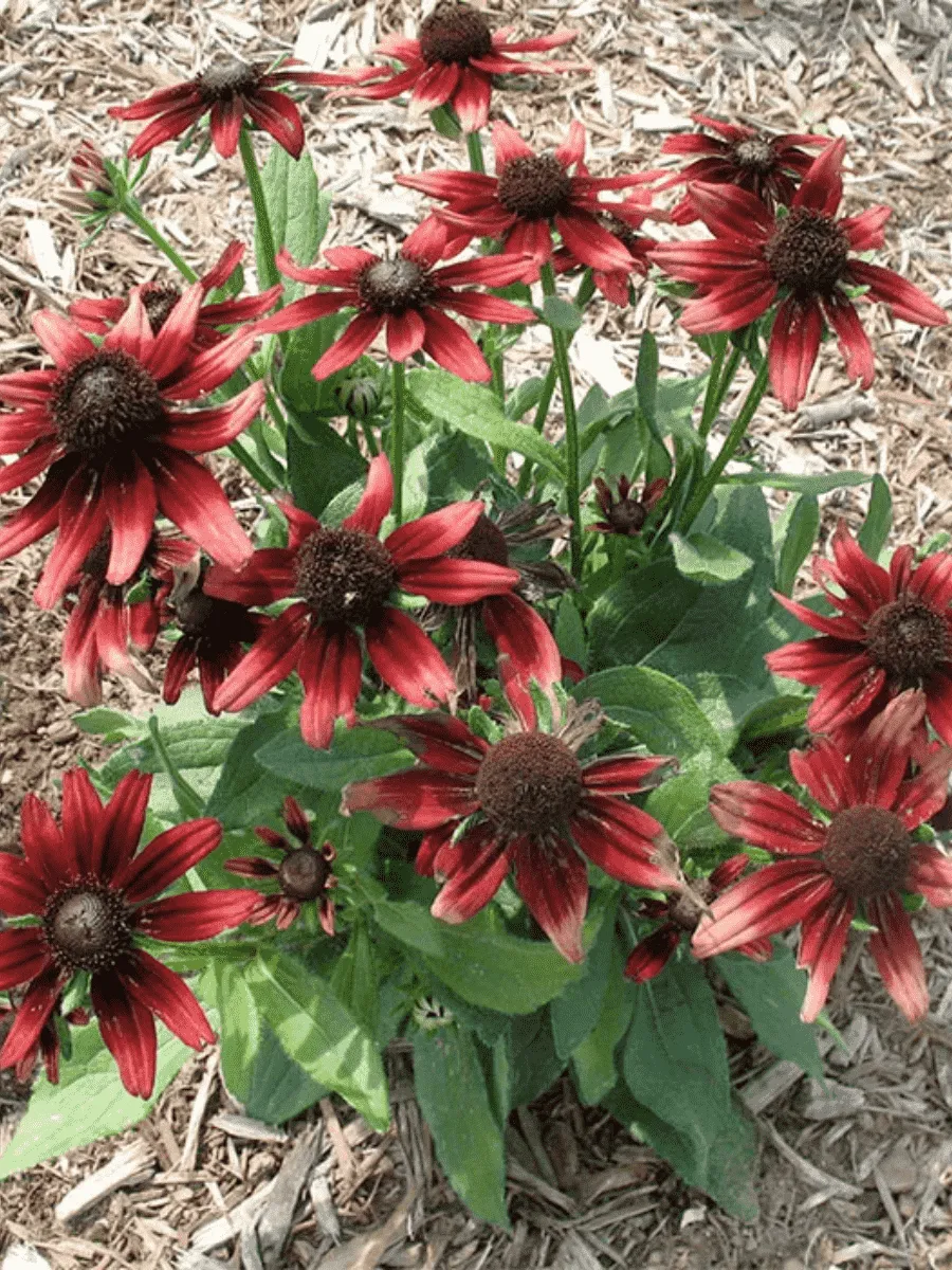 Рудбекия волосистая Cherry Brandy