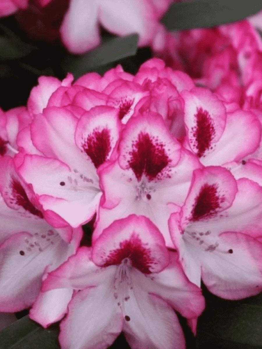 Рододендрон якушиманский Hachmanns Charmant