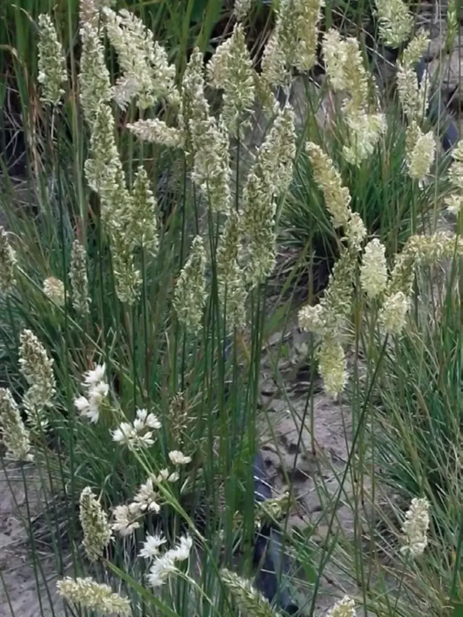 Колерия валисская Mountain Breeze