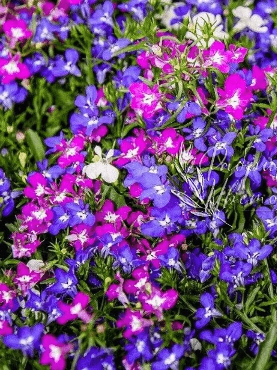 Лобелия эринус Rivera mix