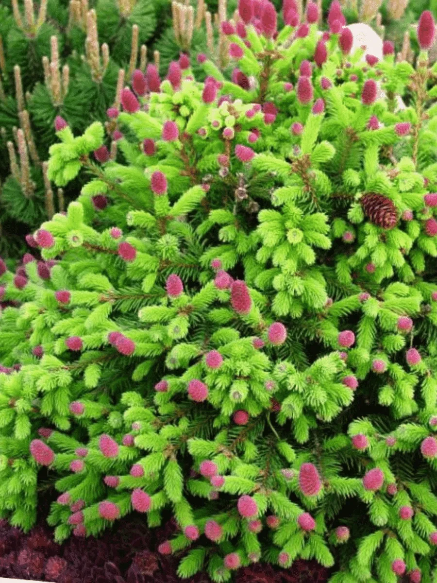 Ель обыкновенная Pusch