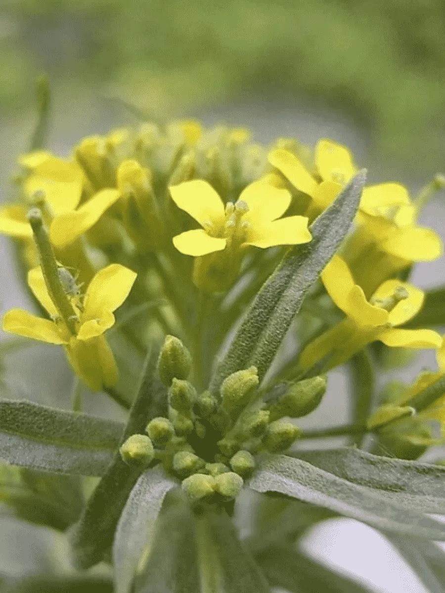 Желтушник раскидистый Goldstaub