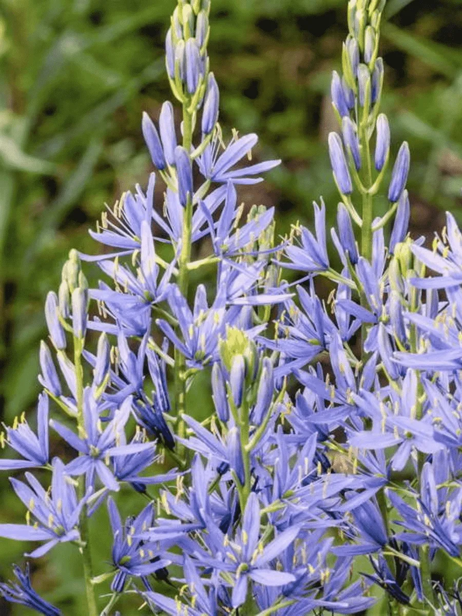 Камассия Лейхтлина Caerulea