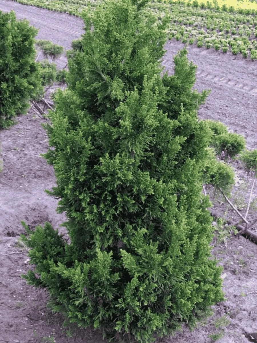 Кипарисовик тупой Draht