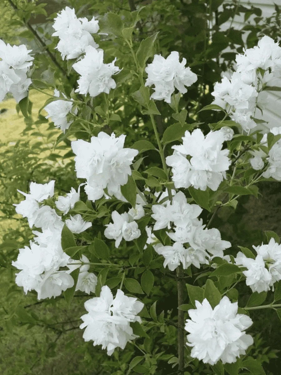 Чубушник венечный Pompon