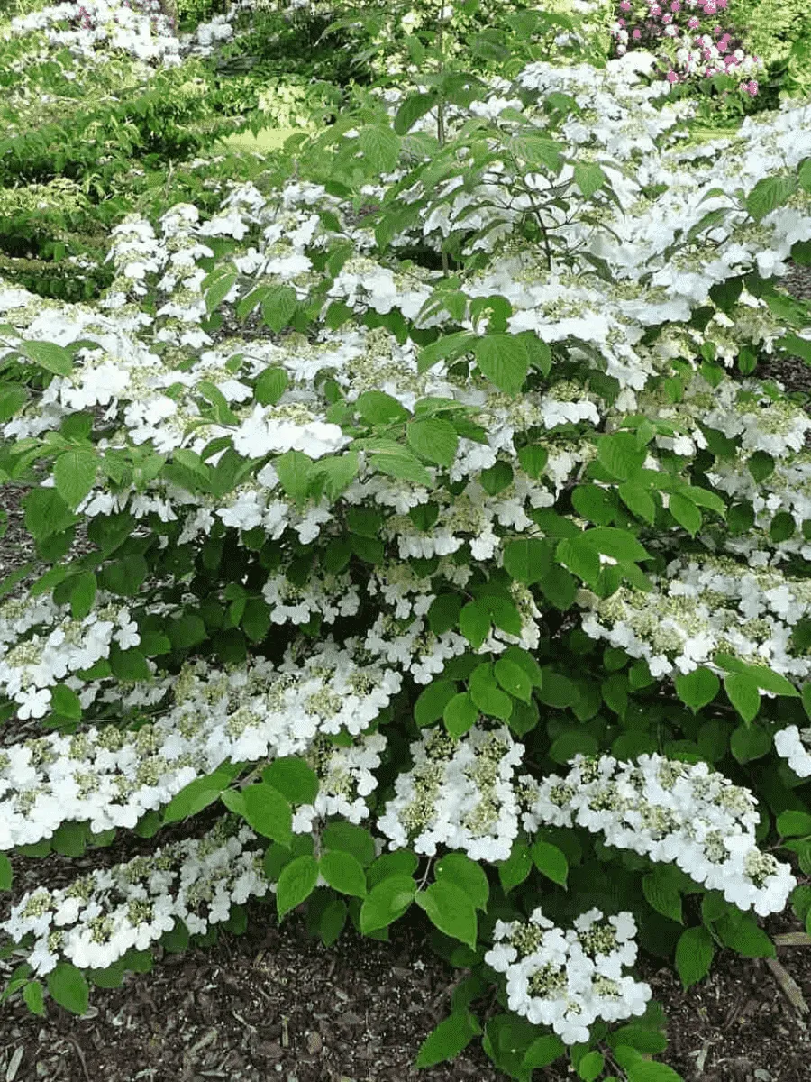 Калина складчатая Watanabe