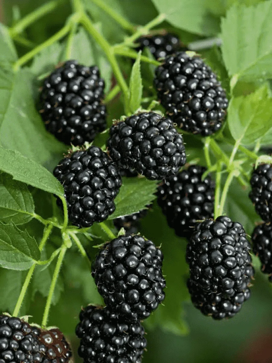 Ежевика садовая Caddo