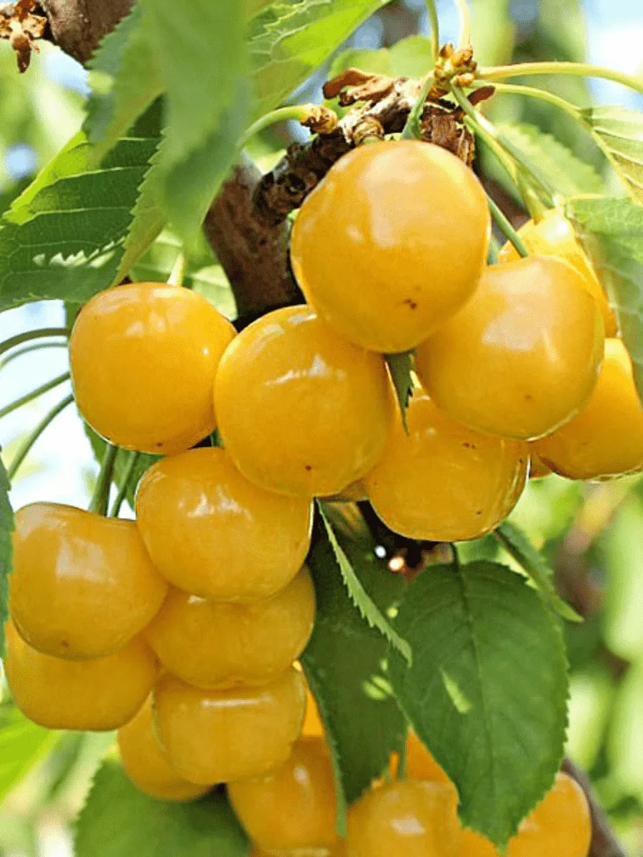 Черешня Янтарная