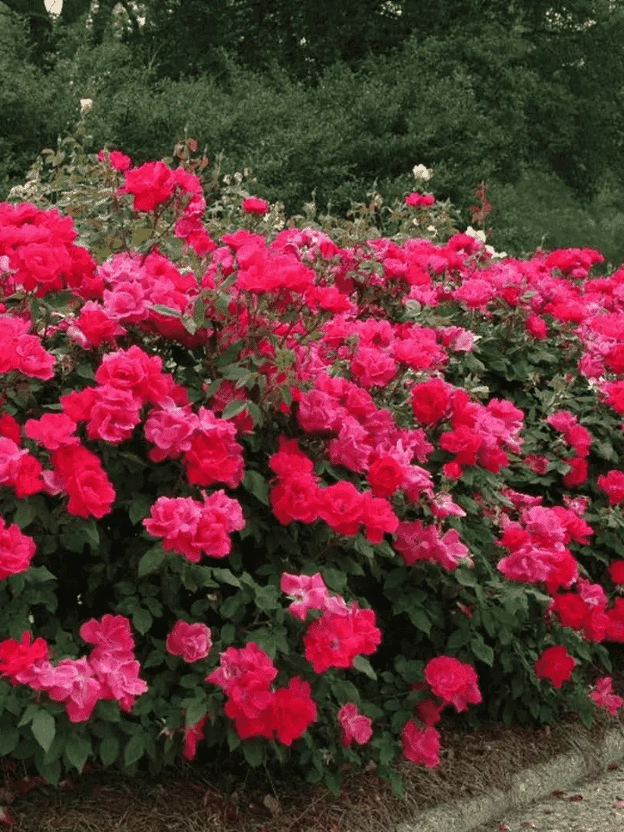 Роза парковая Nahim Black