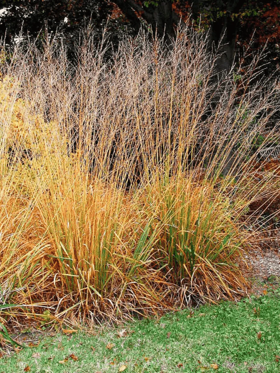 Молиния тростниковая Sky Racer