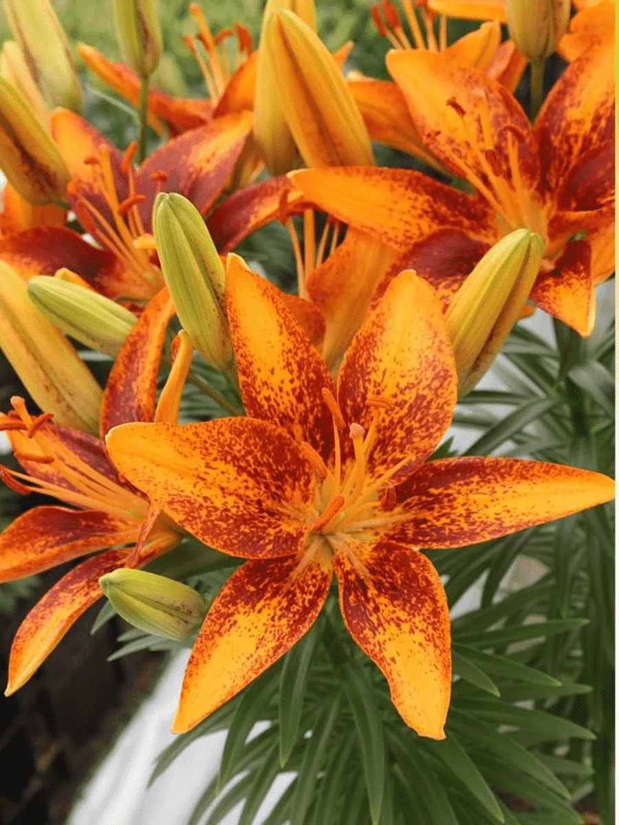 Лилия Tiny Orange Sensation