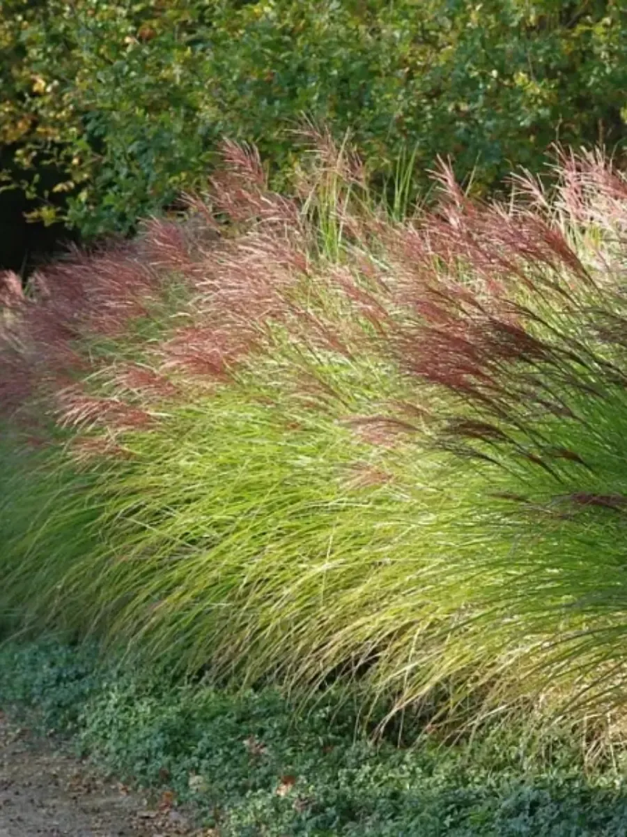 Мискантус китайский Gracillimus