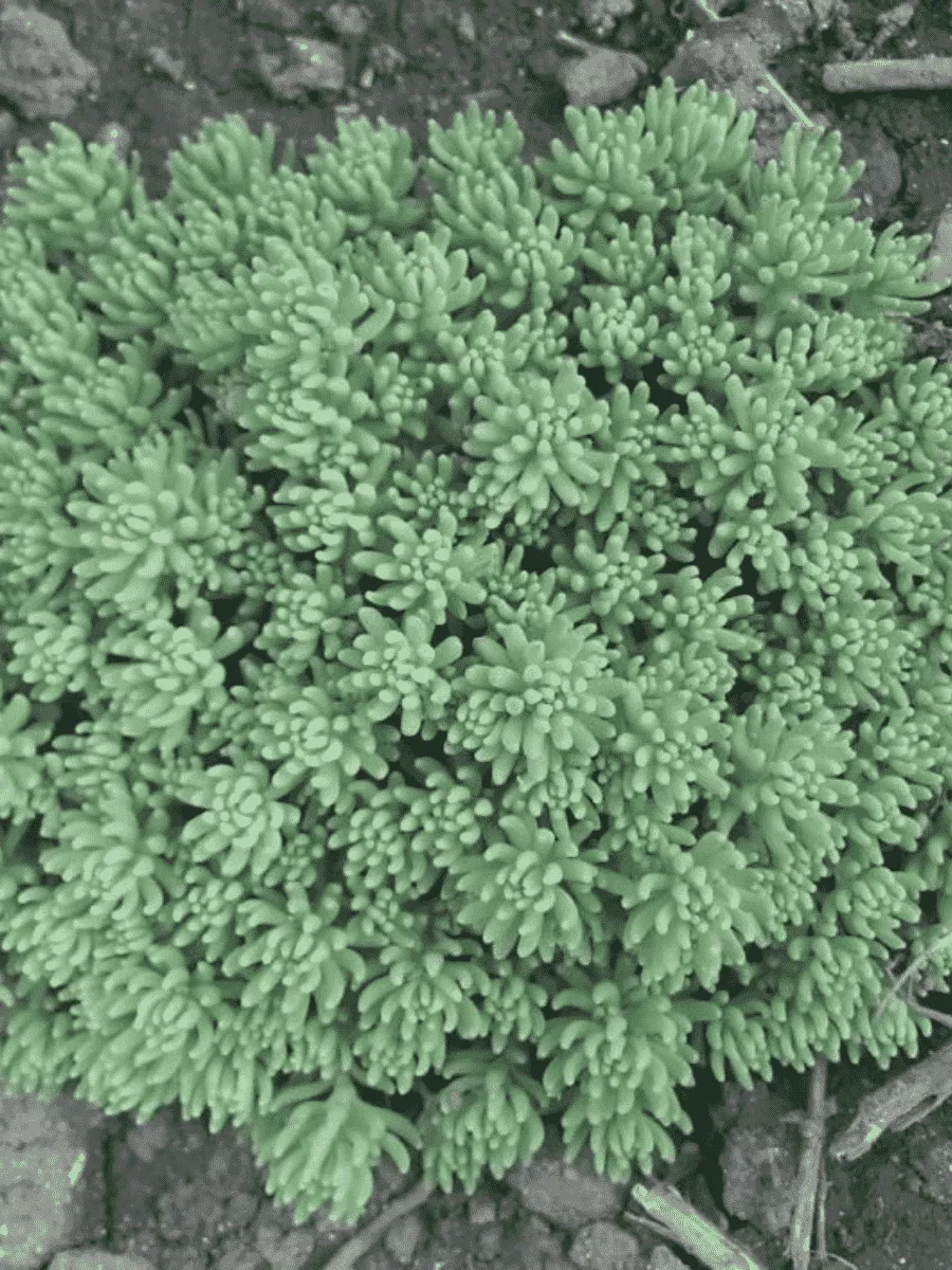 Очиток испанский