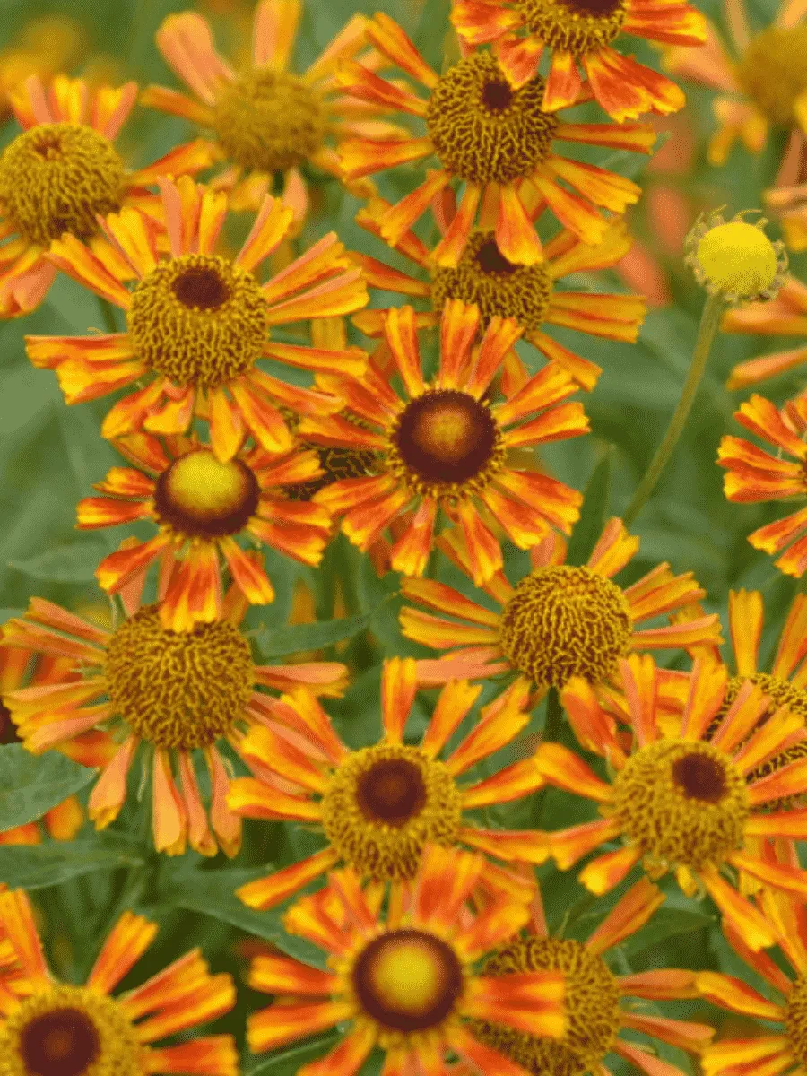 Гелениум осенний Tie Dye