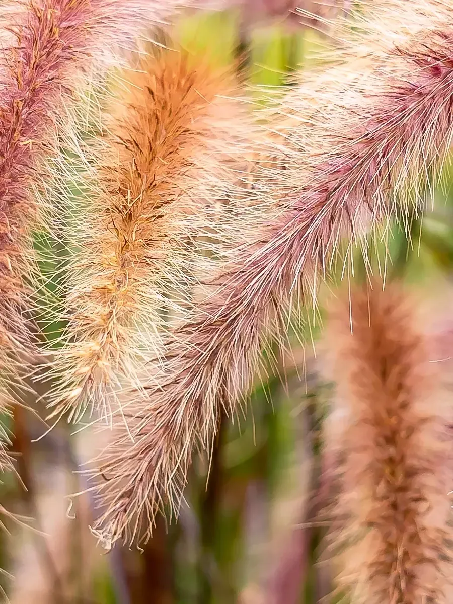 Пеннисетум восточный Flamingo