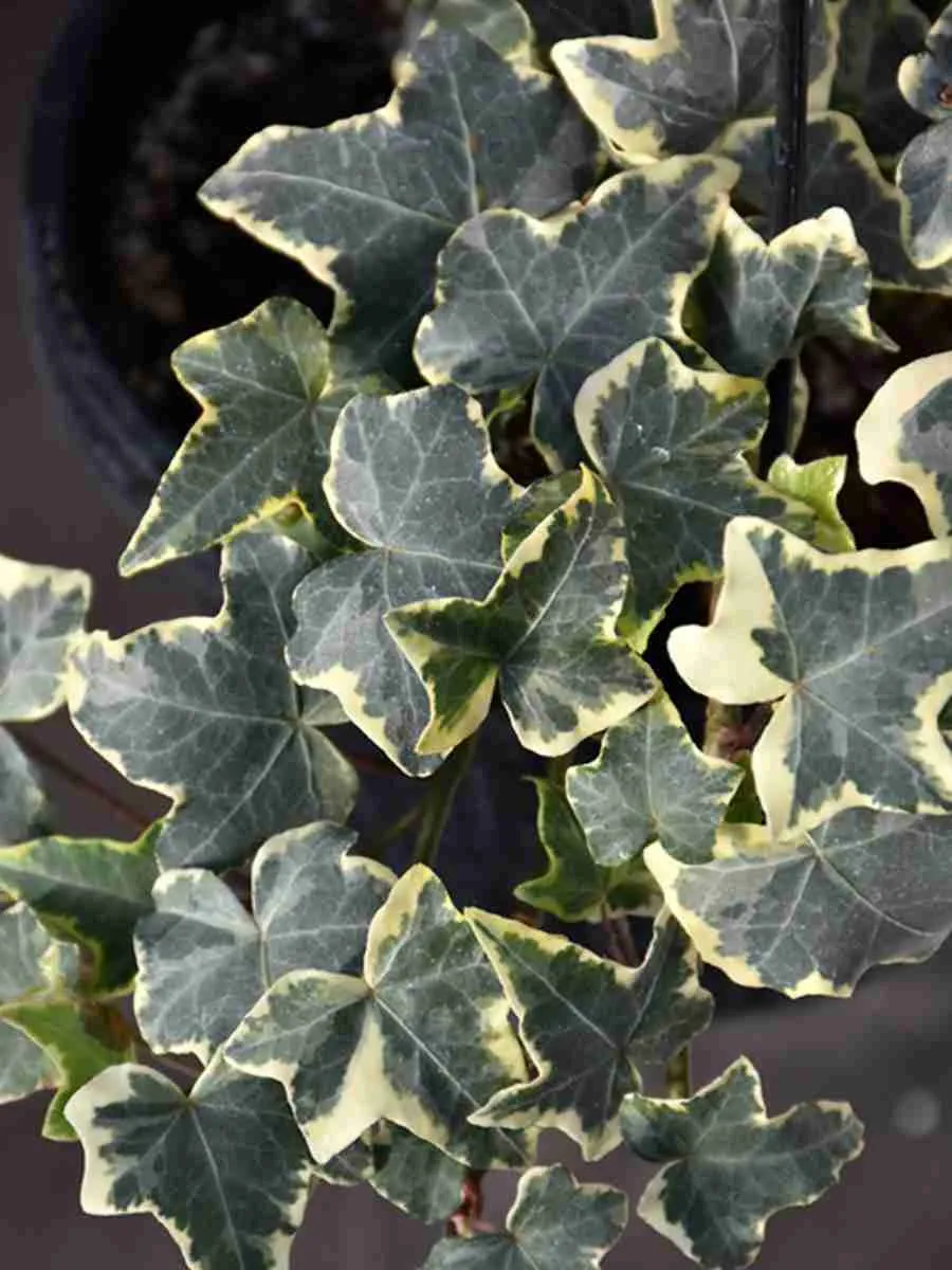 Плющ обыкновенный Glacier