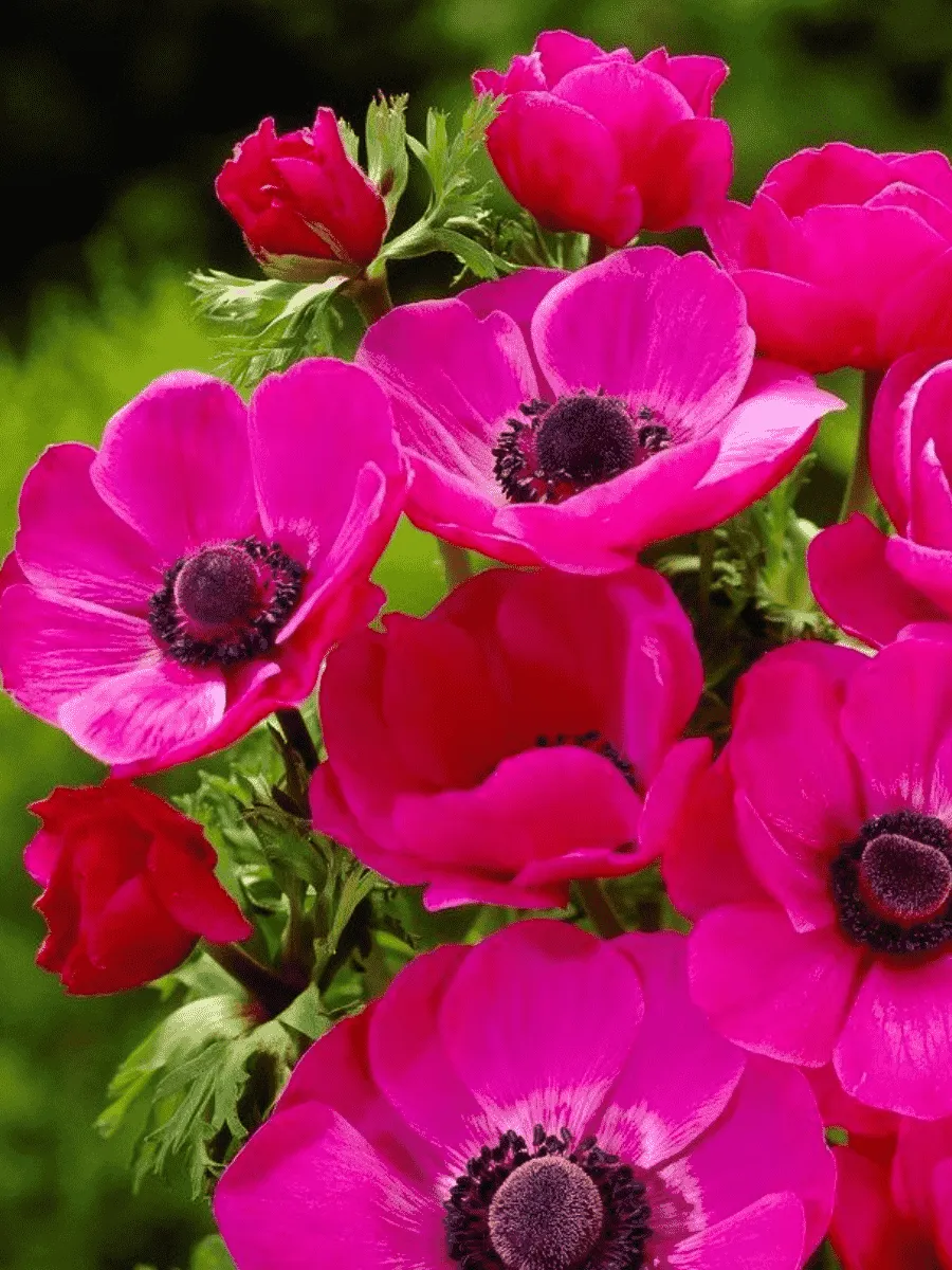 Анемона Sylphide