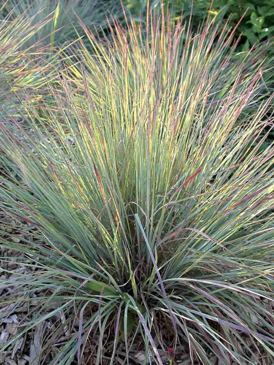 Схизахириум