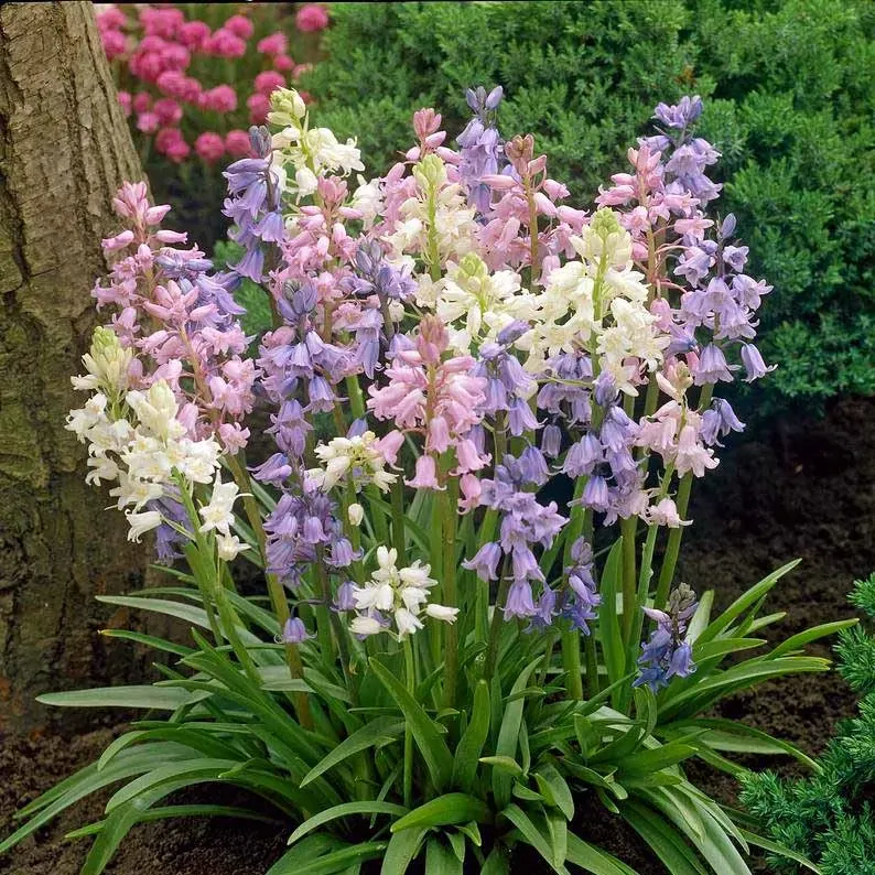 Гиацинтоидес