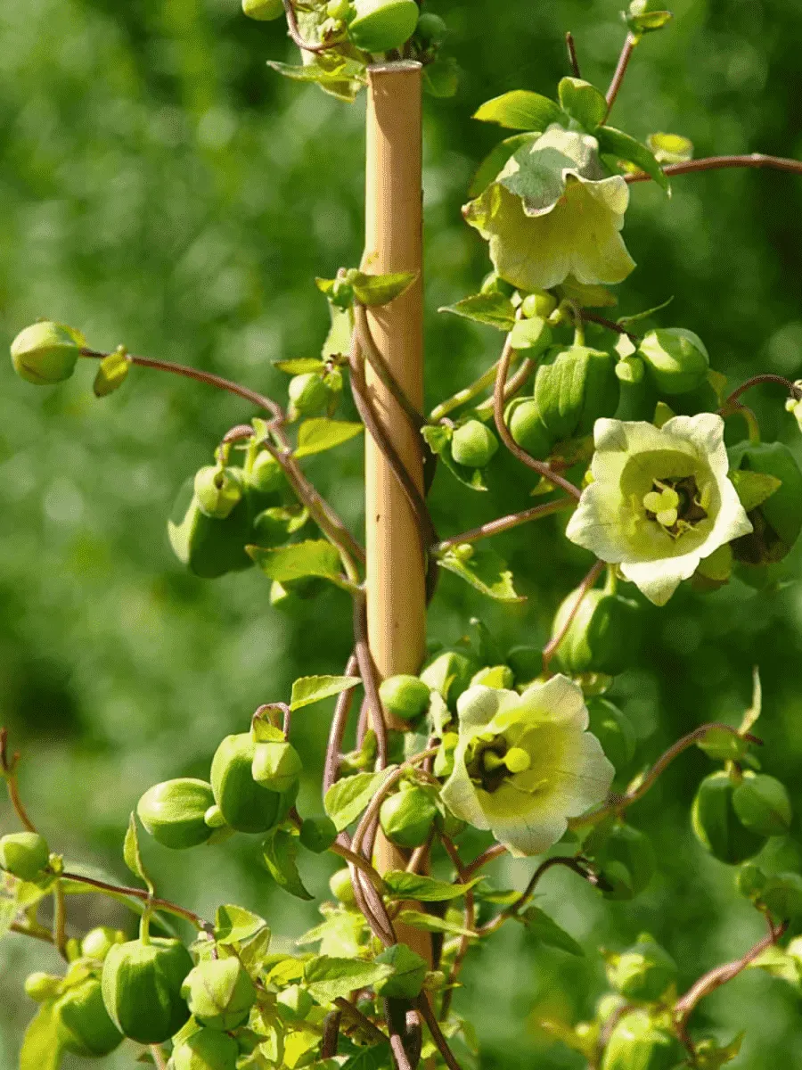 Кодонопсис мелковолосистый