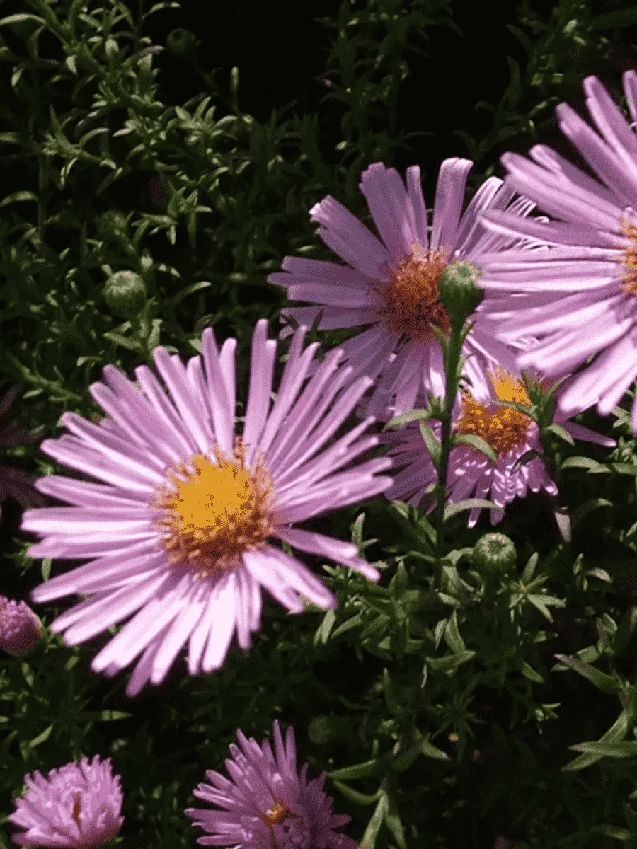 Астра кустарниковая Peter Harrison