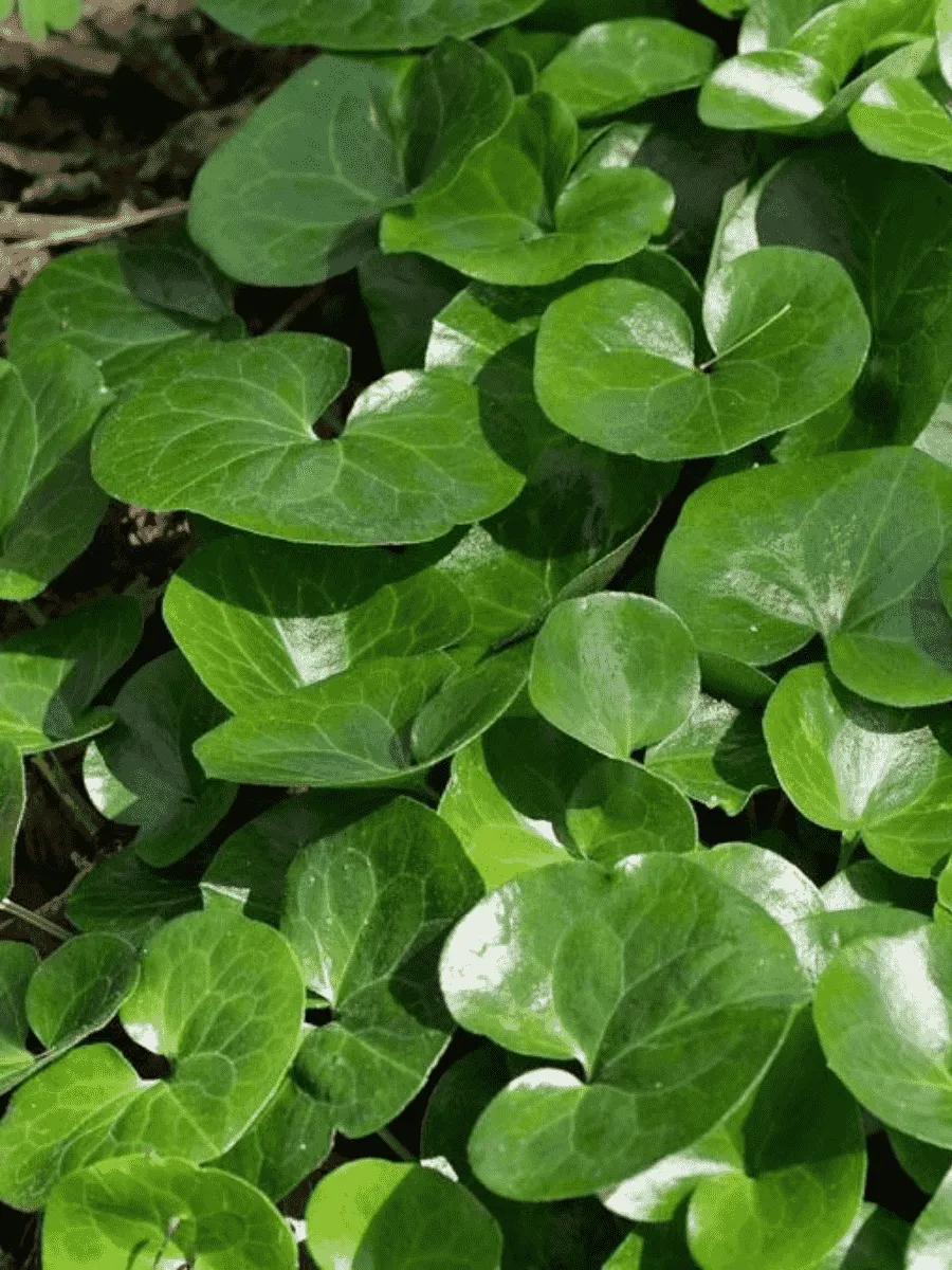 Копытень европейский