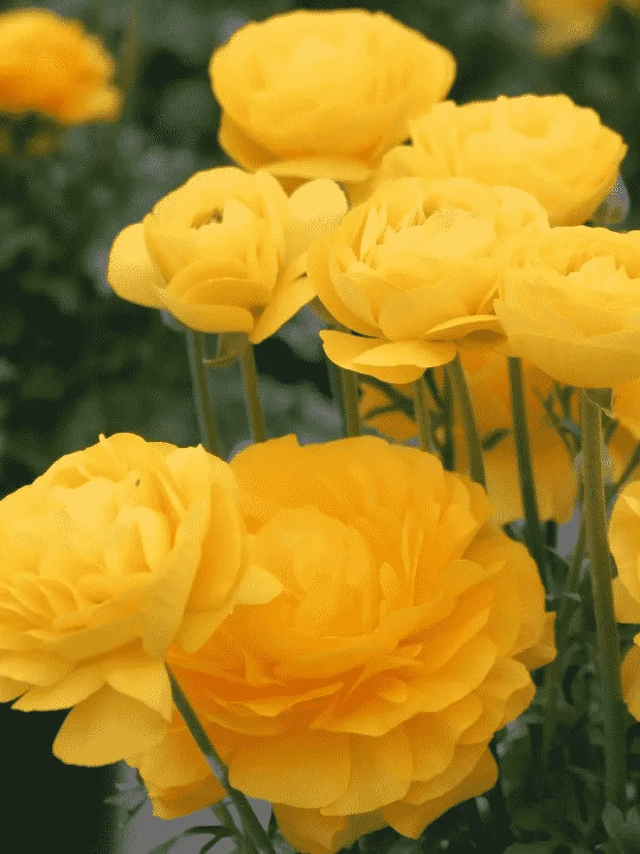 Лютик Азиатский  Yellow