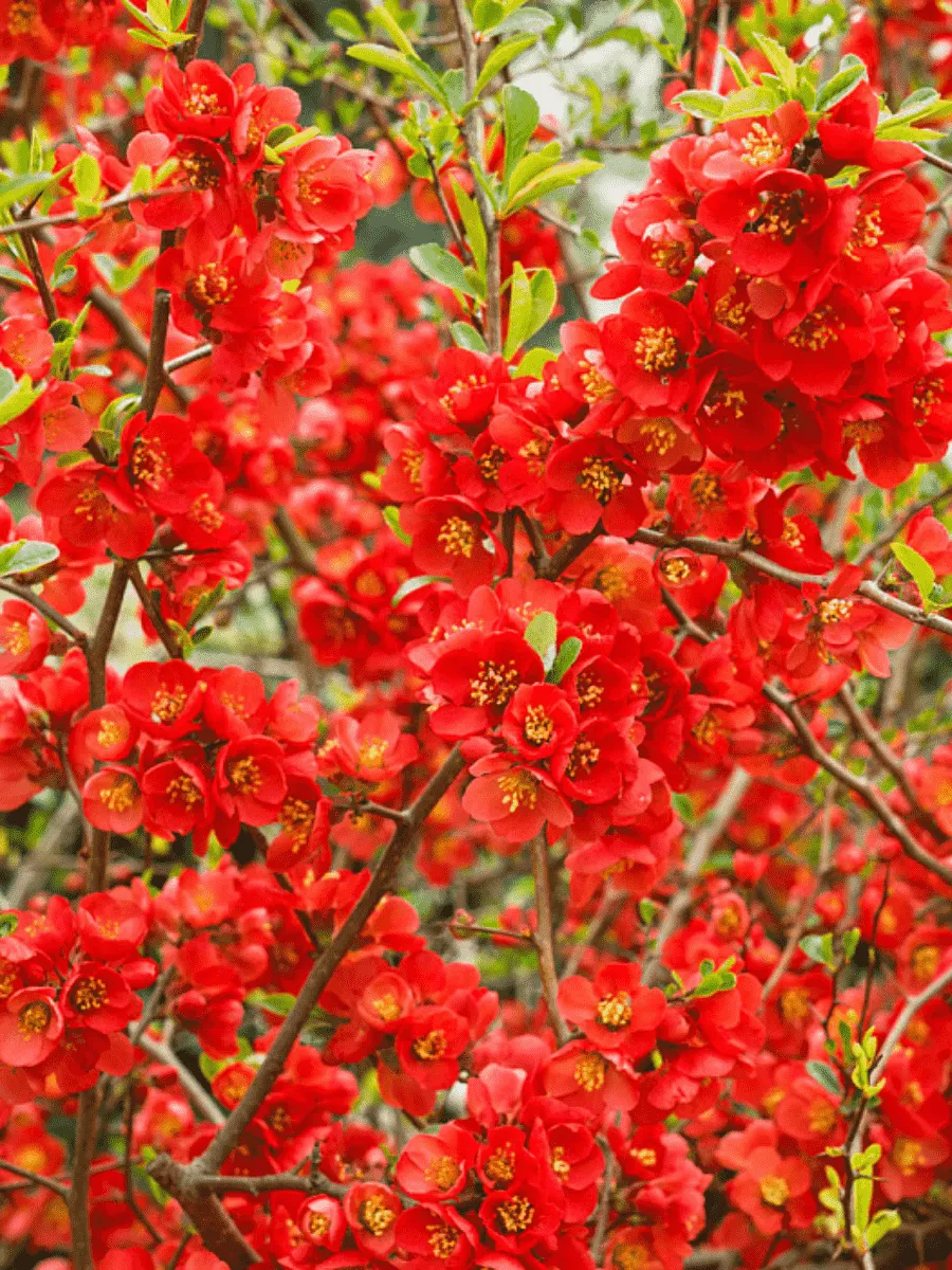 Айва превосходная Clementine