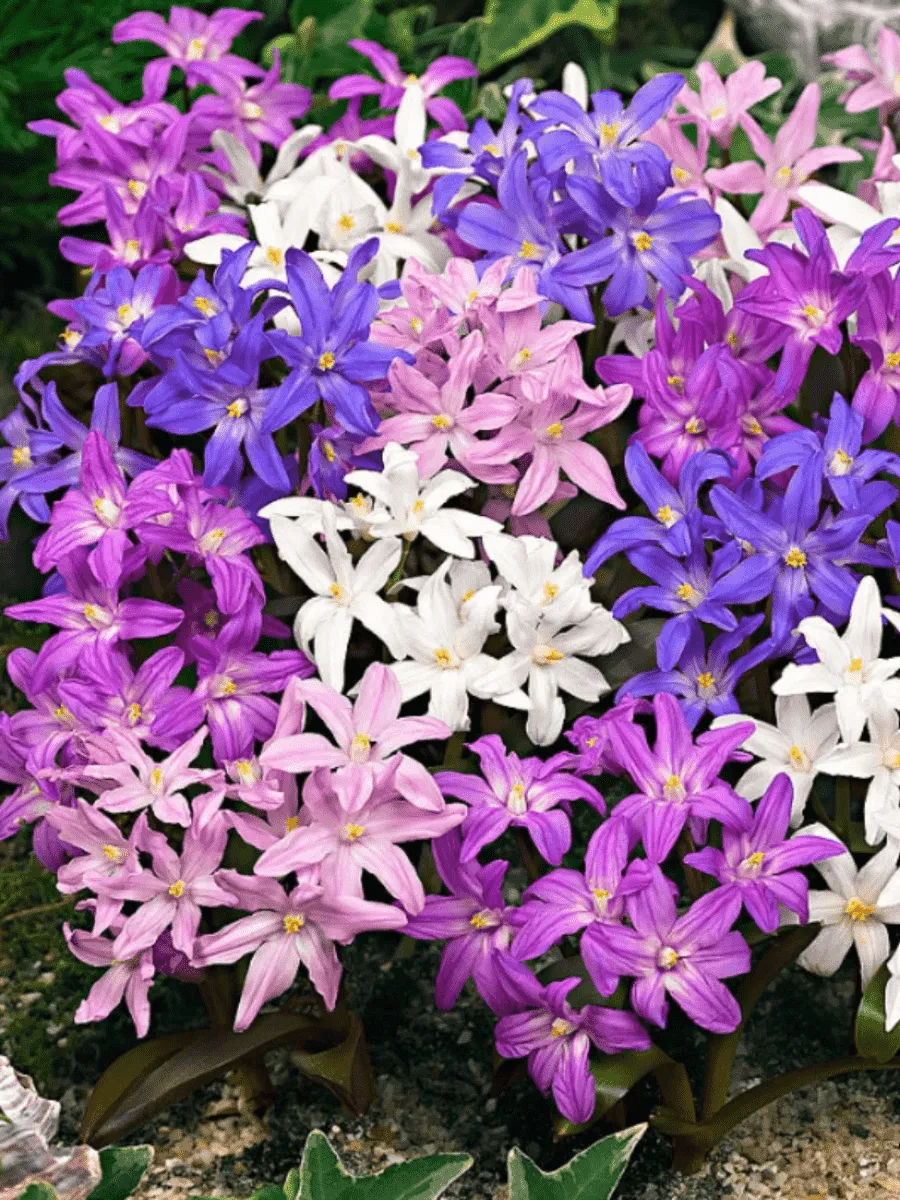 Хионодокса Mixed