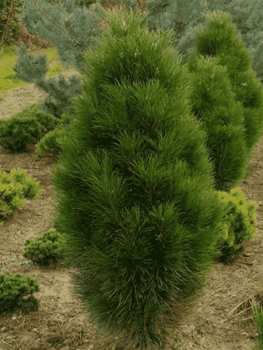 Сосна чёрная Pyramidalis