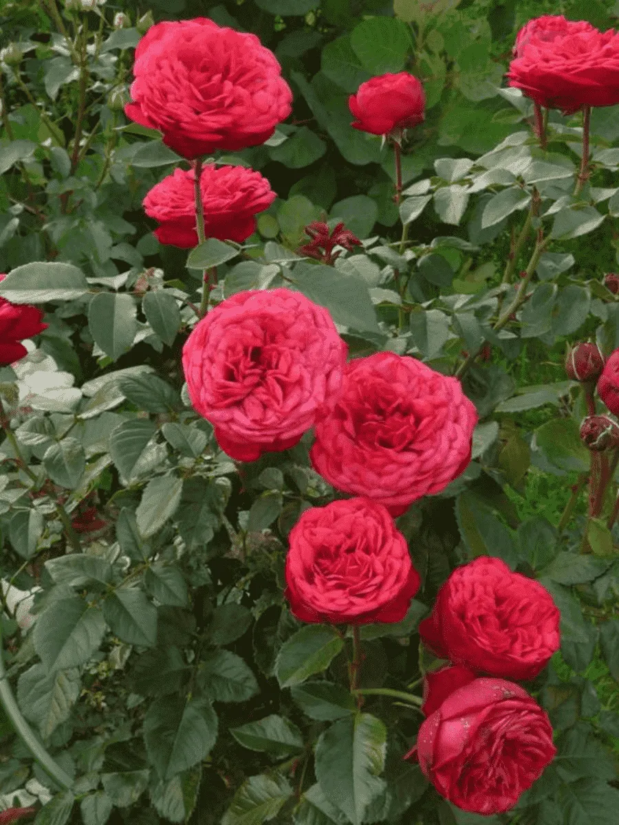 Роза Чайно-гибридная Red Piano