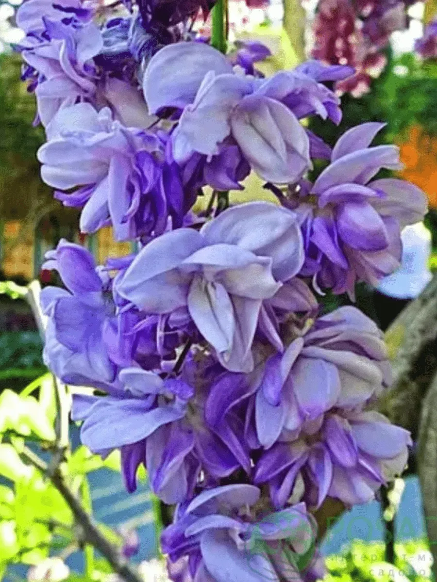 Глициния обильноцветущая Violacea Plena