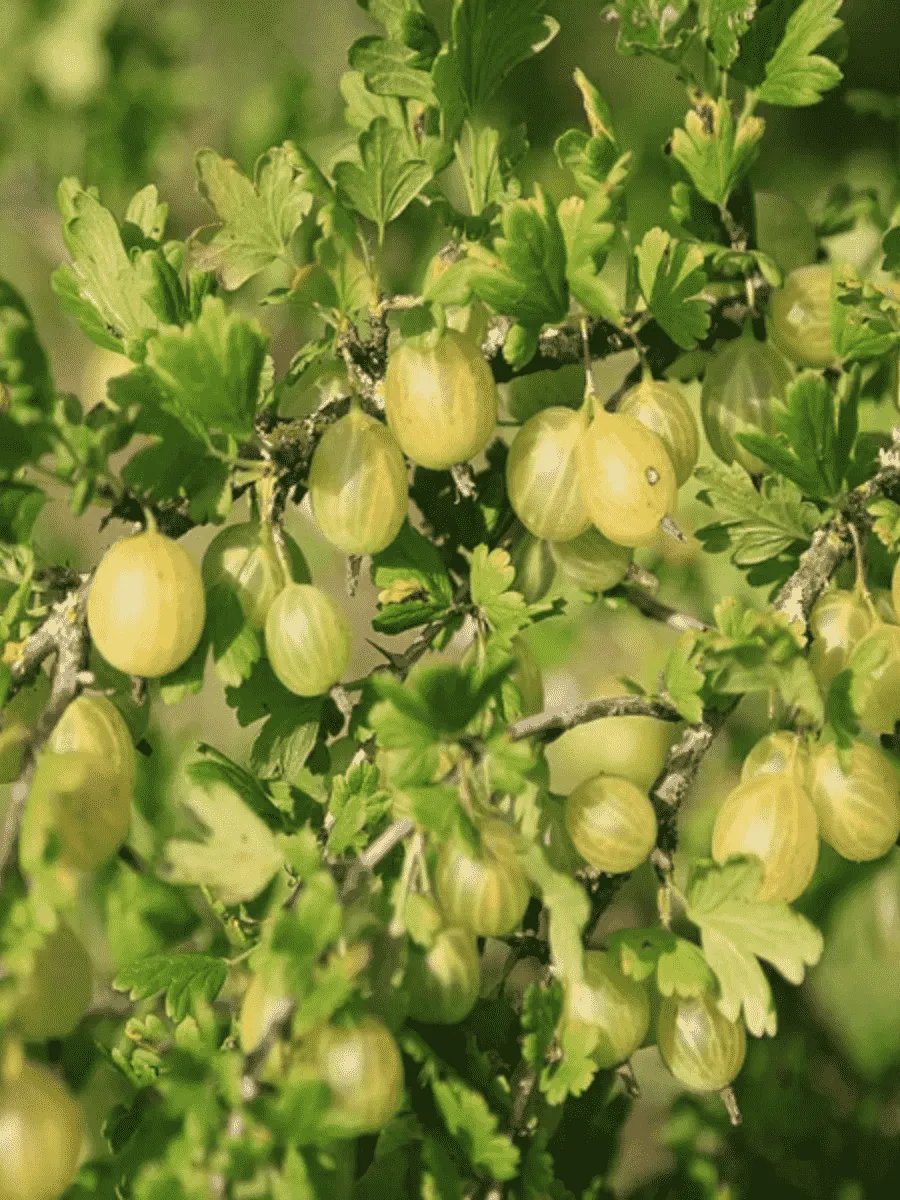 Крыжовник обыкновенный Resistenta