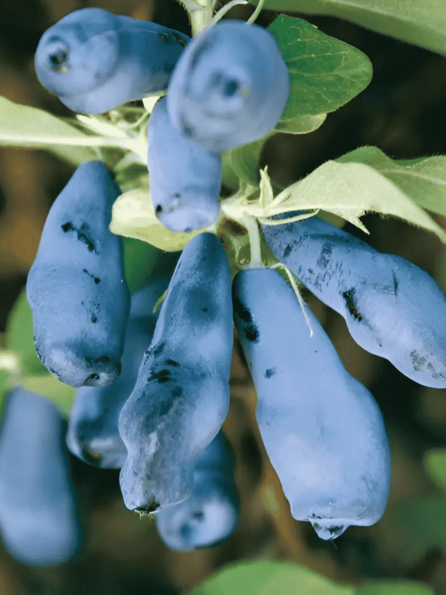 Жимолость плодовая Морена