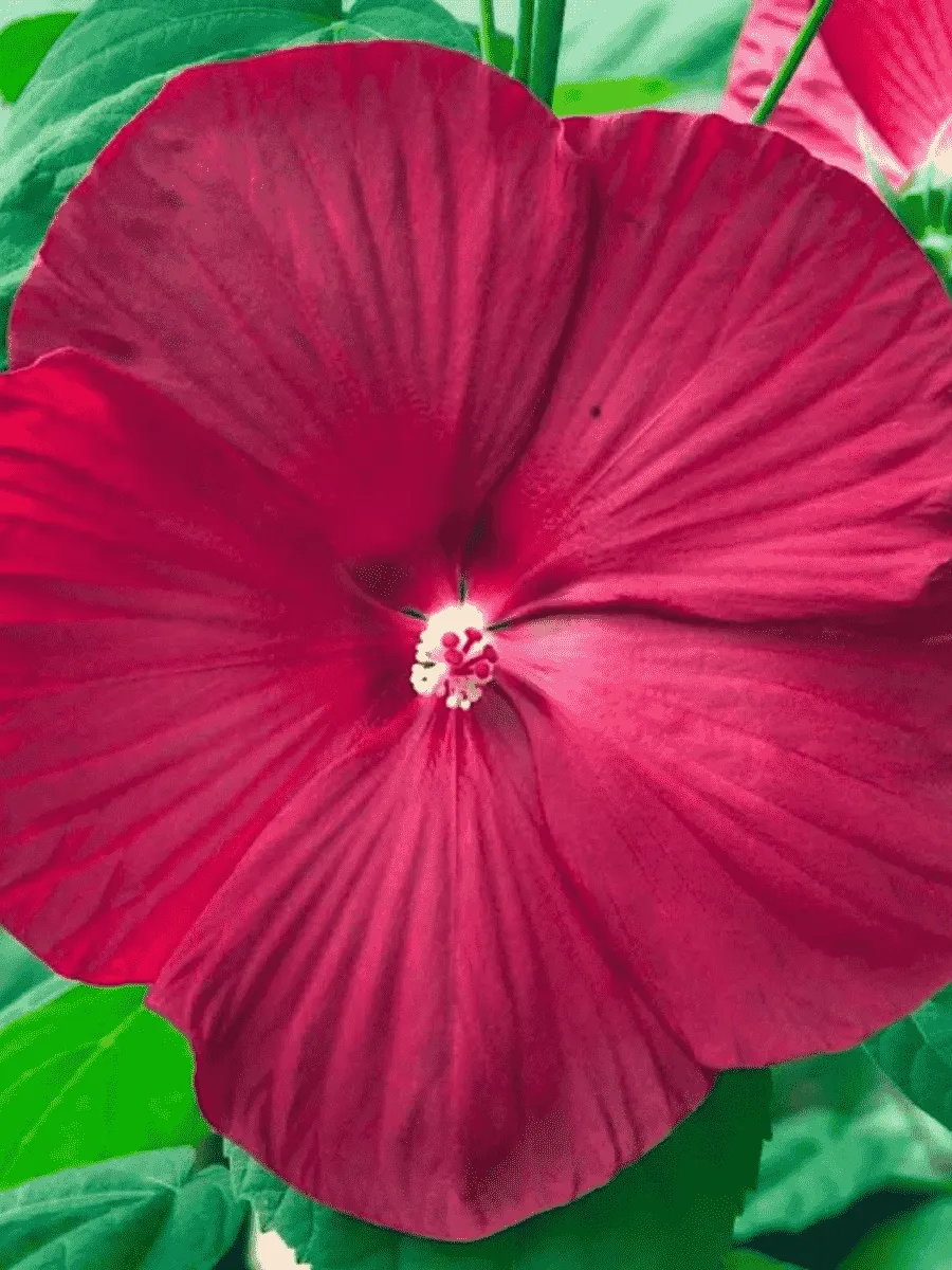 Гибискус мускусный Luna Red