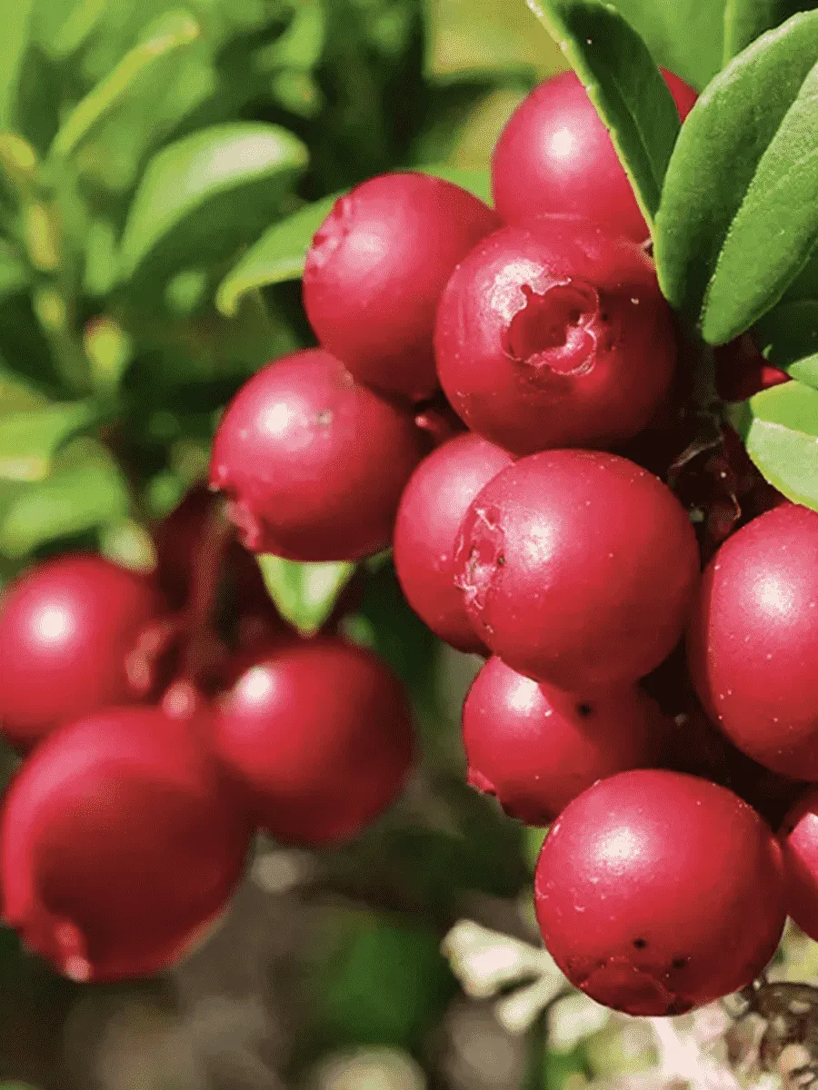 Брусника обыкновенная Red Pearl