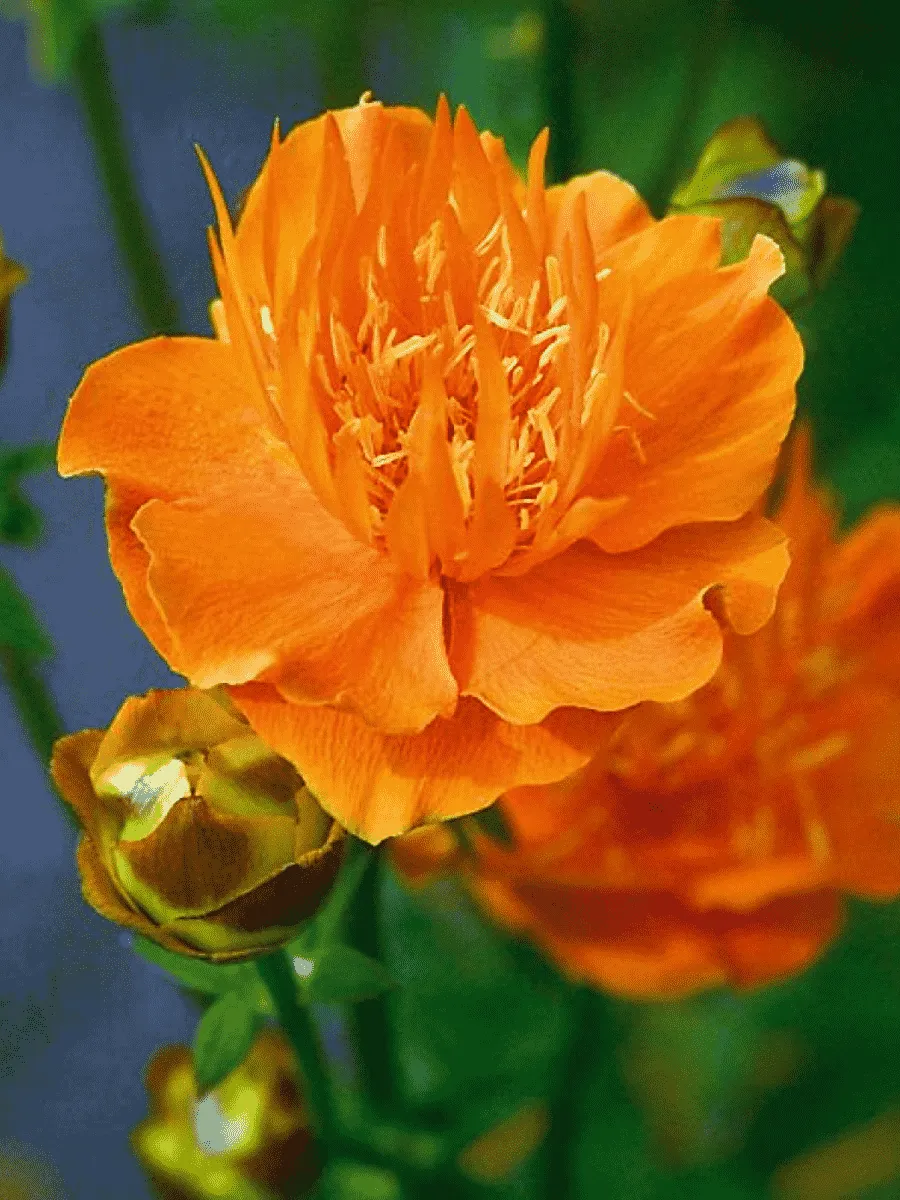 Купальница европейская Orange Princess