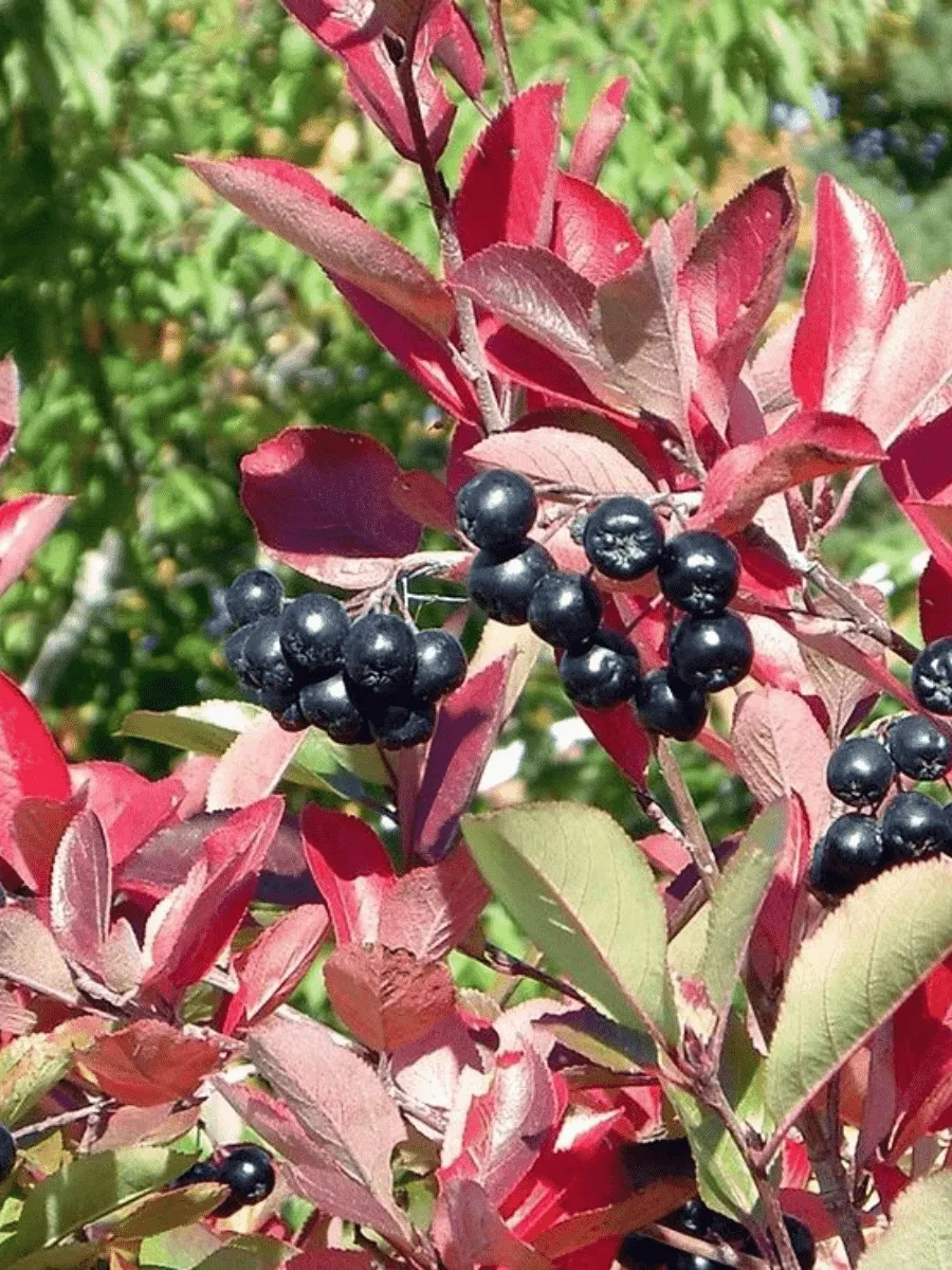 Арония черноплодная Hugin