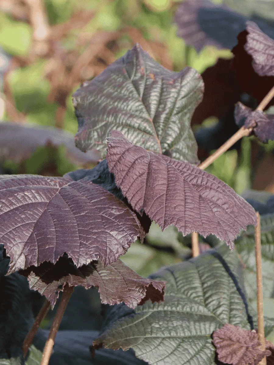 Фундук Rotblattrige Zellernuss