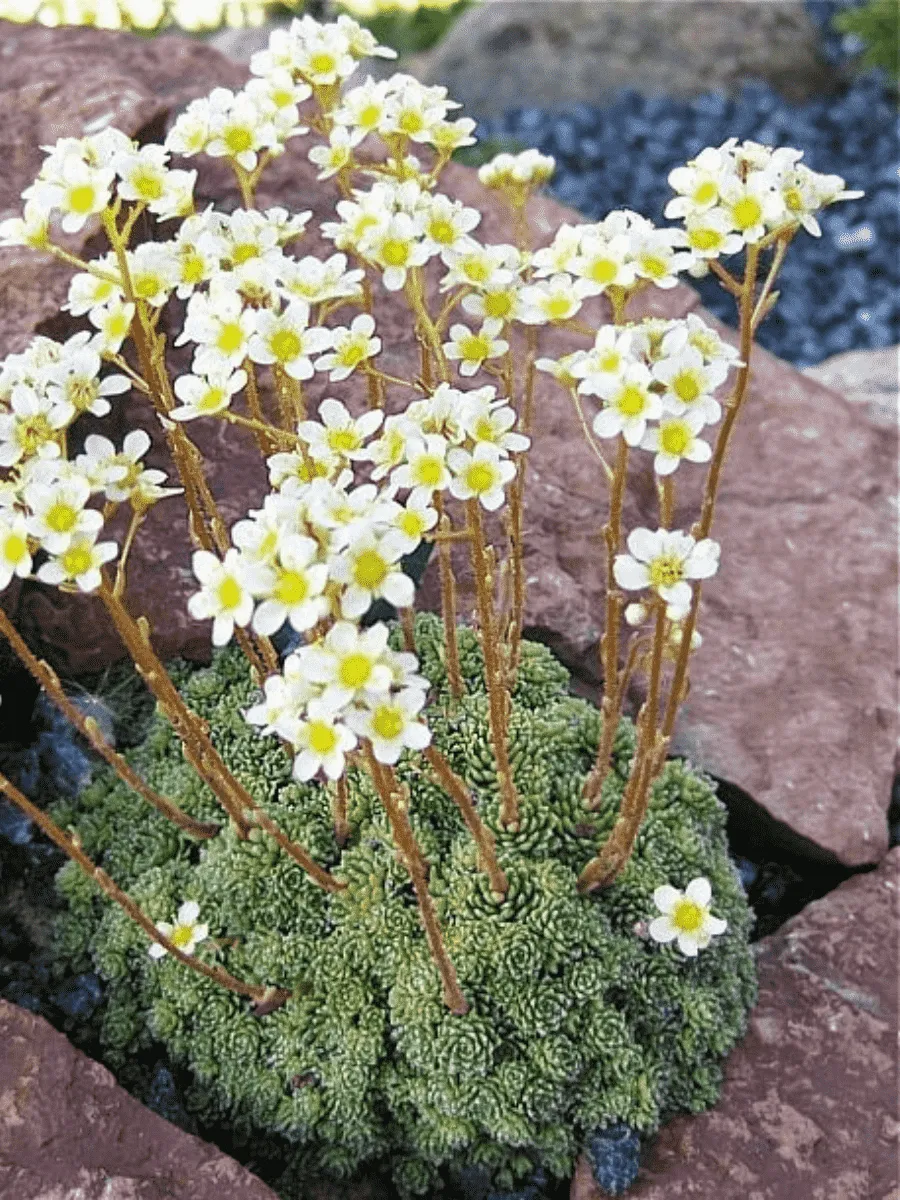 Камнеломка живучая