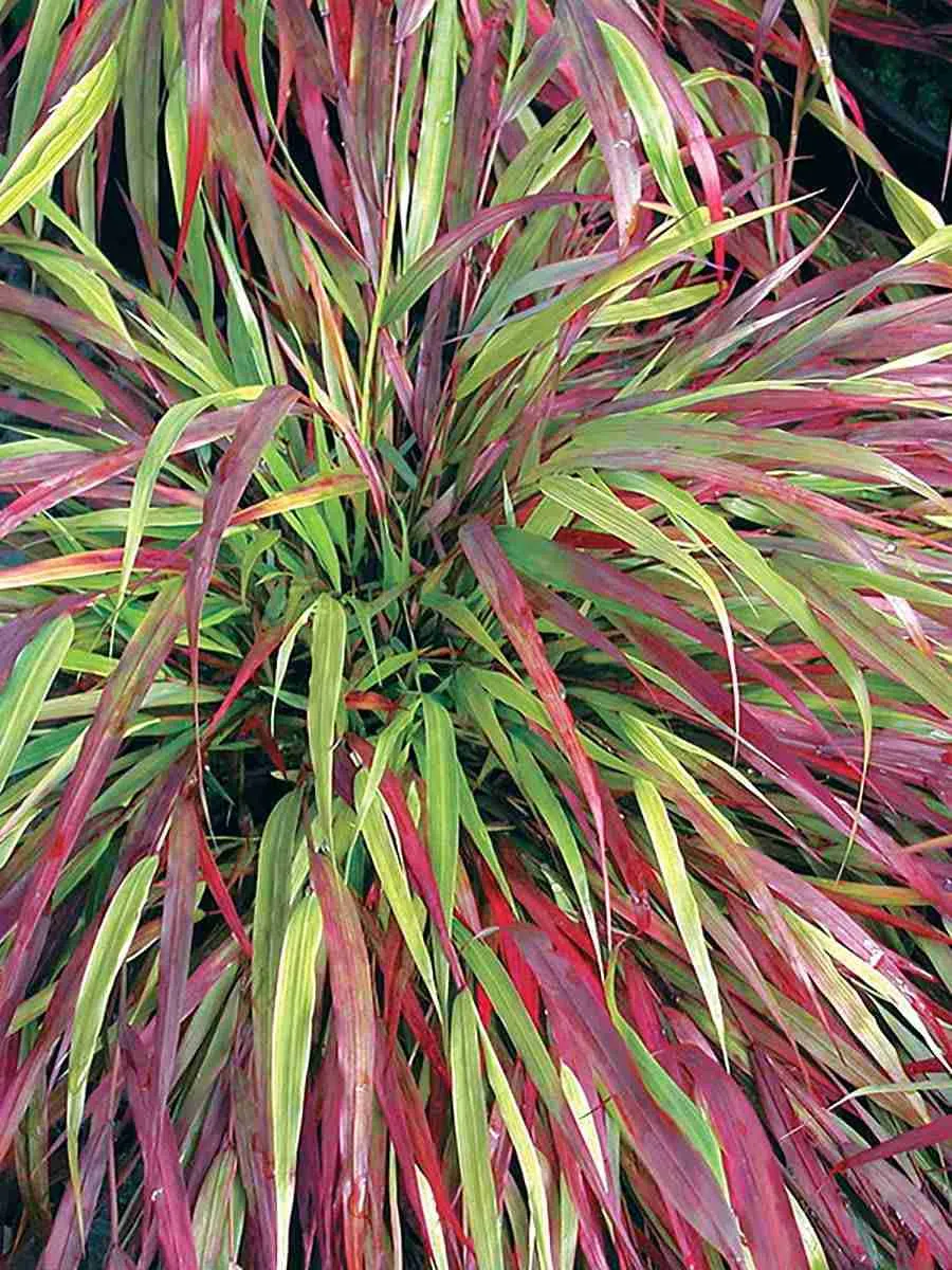 Хаконехлоа большая Naomi