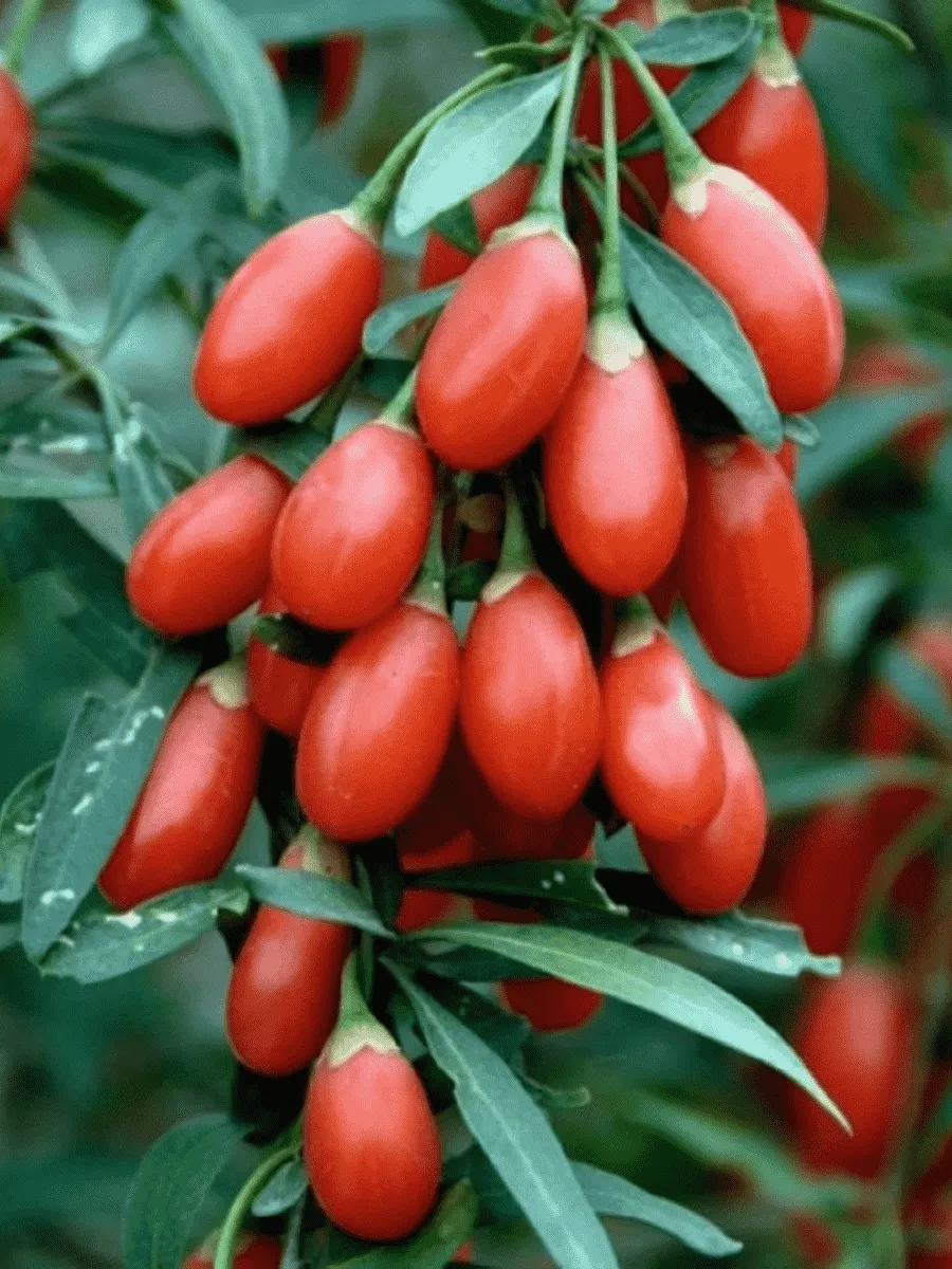 Годжи обыкновенная Korean Big