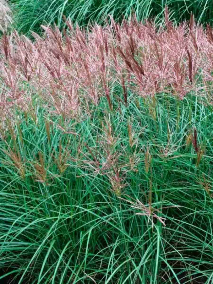 Мискантус китайский 'Red Chief'