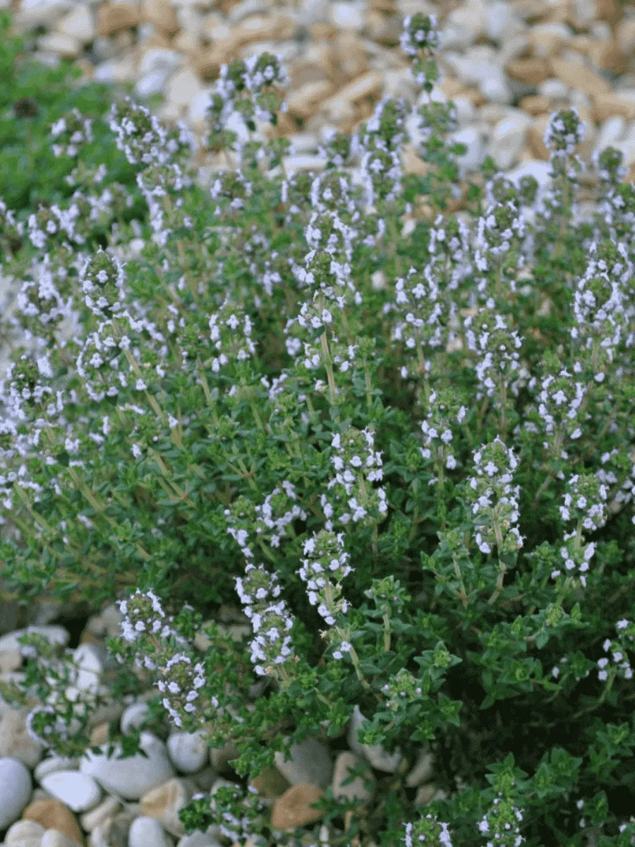 Тимьян обыкновенный