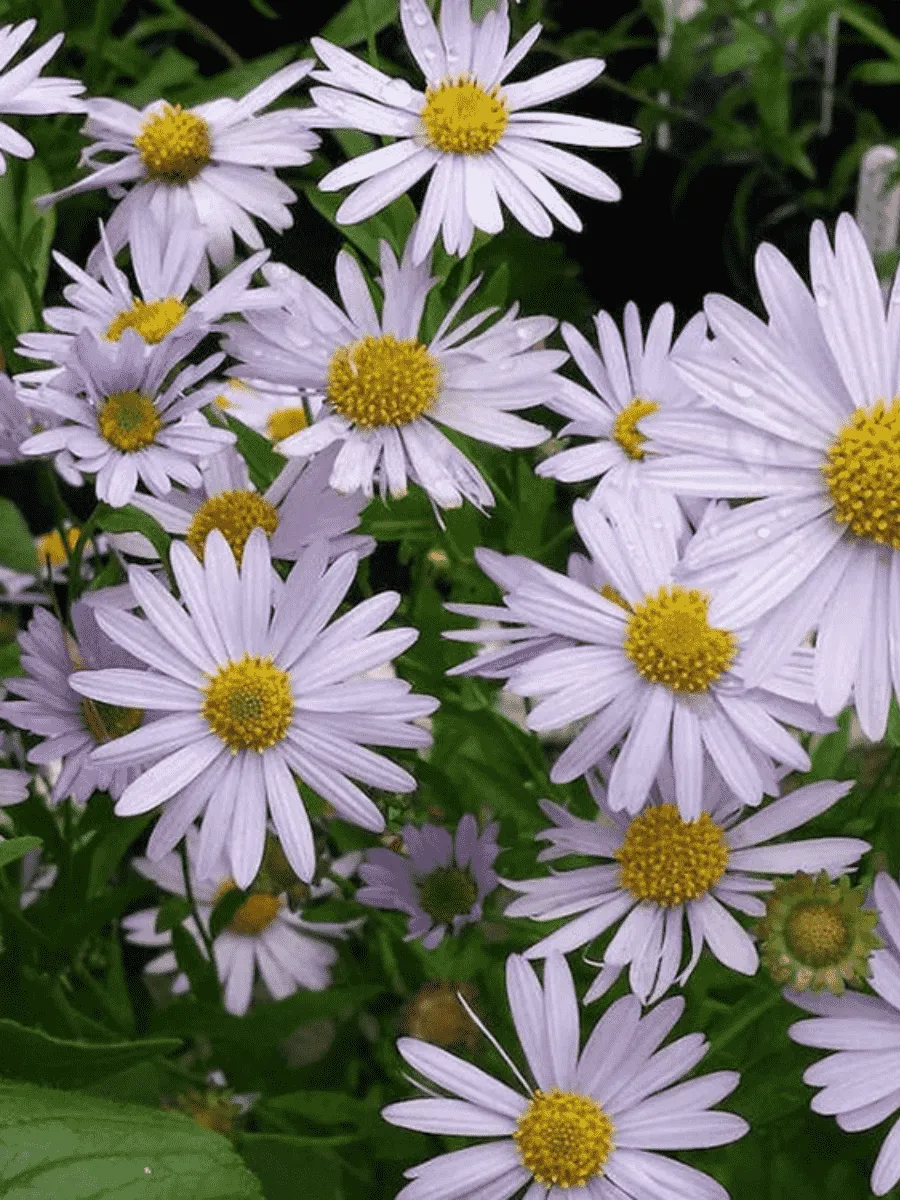 Калимерис юмена Shogun