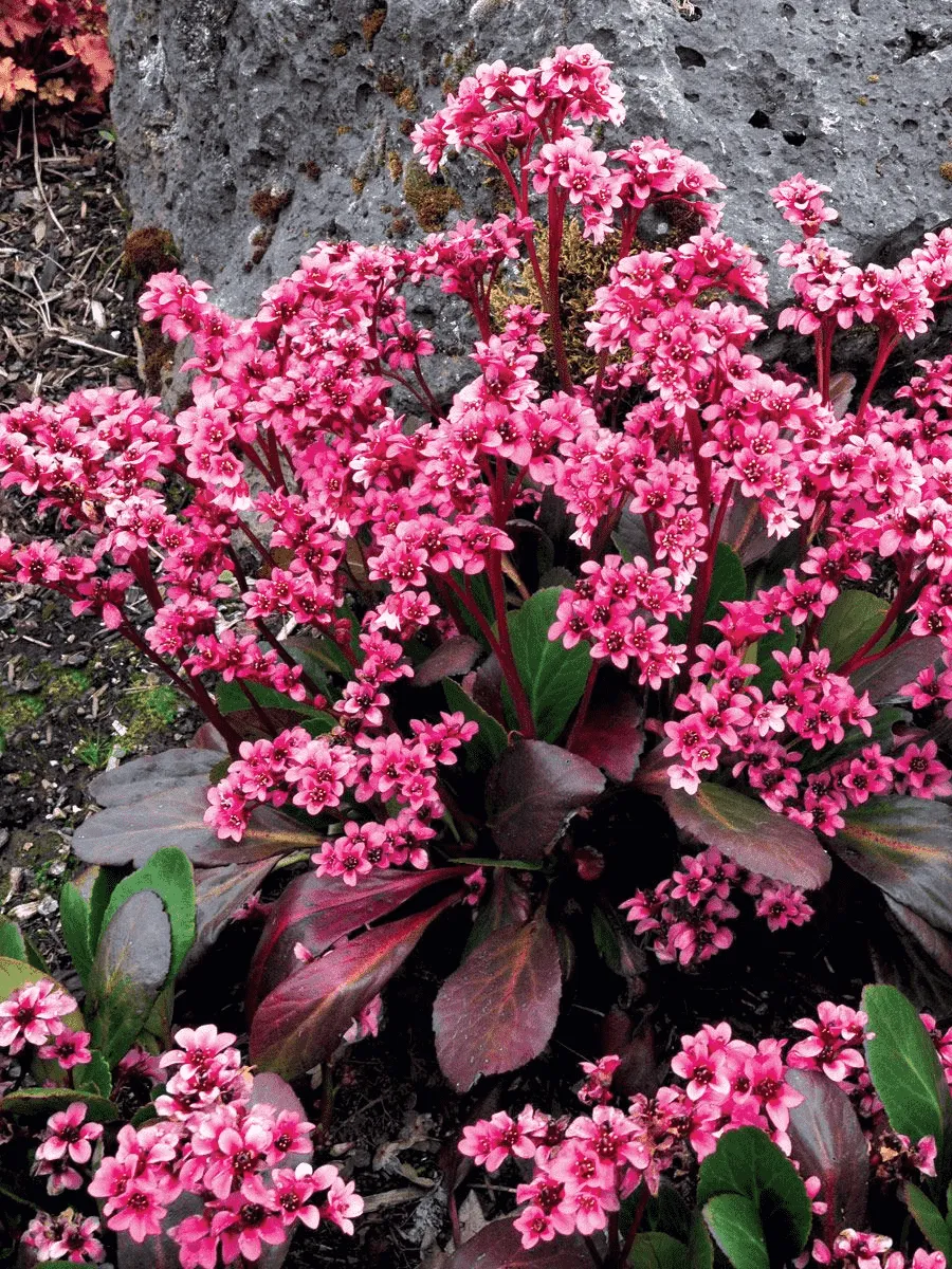 Бадан гибридный Pink Dragonfly