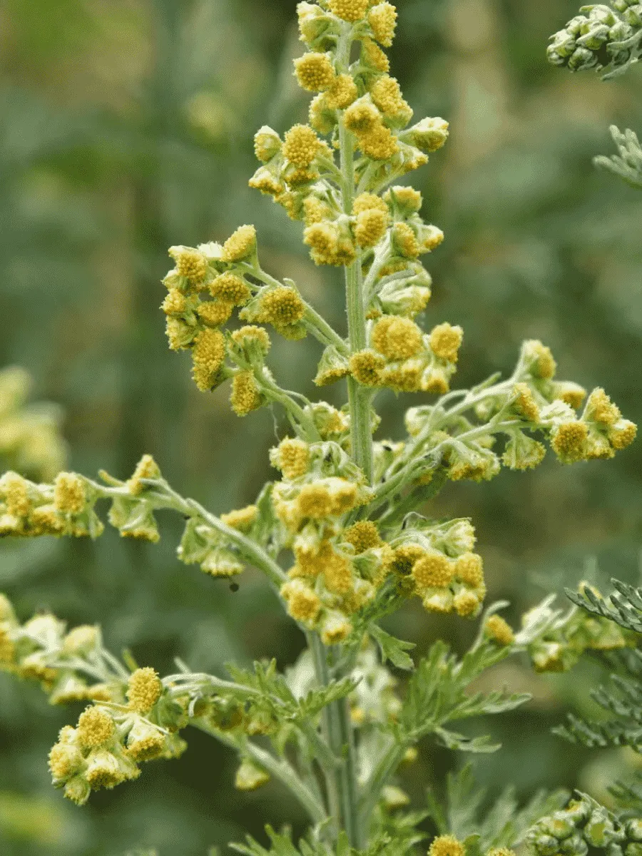 Полынь горькая